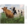 Diamantové maľovanie - DVE KRAVY V OHRADE (Rámovanie bez rámu a bez vypnutia plátna, Rozmer 40x50 cm)