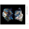 Diamantové maľovanie - DVE RYBY BOJOVNICE (Rámovanie bez rámu a bez vypnutia plátna, Rozmer 40x50 cm)