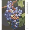 Diamantové maľovanie - MODRÉ HROZNO (MYROSLAVA VOLOSCHUK) (Rámovanie bez rámu a bez vypnutia plátna, Rozmer 40x50 cm)