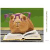 Diamantové maľovanie - MORČA V OKULIAROCH ČÍTA KNIŽKU (Rámovanie bez rámu a bez vypnutia plátna, Rozmer 40x50 cm)
