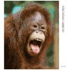 Diamantové maľovanie - VYSMIATY ORANGUTAN (Rámovanie bez rámu a bez vypnutia plátna, Rozmer 40x50 cm)