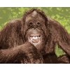 Diamantové maľovanie - VYSMIATY ORANGUTAN (Rámovanie bez rámu a bez vypnutia plátna, Rozmer 40x50 cm)