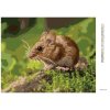 Diamantové maľovanie - MYŠKA ODPOČÍVAJÚCA V LESE (Rámovanie bez rámu a bez vypnutia plátna, Rozmer 40x50 cm)