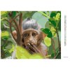 Diamantové maľovanie - OPICA V PRÍRODNOM LESE (Rámovanie bez rámu a bez vypnutia plátna, Rozmer 40x50 cm)