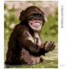 Diamantové maľovanie - ŠŤASTNÝ ŠIMPANZ (Rámovanie bez rámu a bez vypnutia plátna, Rozmer 40x50 cm)