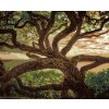 Diamantové maľovanie - STARÝ STROM (DENNIS FRATES) (Rámovanie bez rámu a bez vypnutia plátna, Rozmer 40x50 cm)