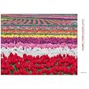 Diamantové maľovanie - POLE TULIPÁNOV (DENNIS FRATES) (Rámovanie bez rámu a bez vypnutia plátna, Rozmer 40x50 cm)