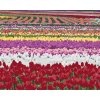 Diamantové maľovanie - POLE TULIPÁNOV (DENNIS FRATES) (Rámovanie bez rámu a bez vypnutia plátna, Rozmer 40x50 cm)