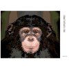 Diamantové maľovanie - PORTRÉT ŠIMPANZ (Rámovanie bez rámu a bez vypnutia plátna, Rozmer 40x50 cm)