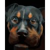 Diamantové maľovanie - ROTVAJLER (MYROSLAVA VOLOSCHUK) (Rámovanie bez rámu a bez vypnutia plátna, Rozmer 40x50 cm)