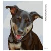 Diamantové maľovanie - ROTVAJLER 2 (MYROSLAVA VOLOSCHUK) (Rámovanie bez rámu a bez vypnutia plátna, Rozmer 40x50 cm)