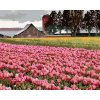 Diamantové maľovanie - RUŽOVÉ TULIPÁNY NA LÚKE (DENNIS FRATES) (Rámovanie bez rámu a bez vypnutia plátna, Rozmer 40x50 cm)
