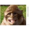 Diamantové maľovanie - SMEJÚCE SA OPICA (Rámovanie bez rámu a bez vypnutia plátna, Rozmer 40x50 cm)