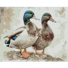 Diamantové maľovanie - KAČICA (Rámovanie bez rámu a bez vypnutia plátna, Rozmer 40x50 cm)
