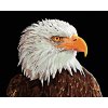 Haft diamentowy - Majestatyczny orzeł