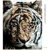 Haft diamentowy - TYGRYS, DOLINA I WODOSPAD (D. RUSTY RUST)
