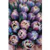 Barevných tulipánů 25 kusů