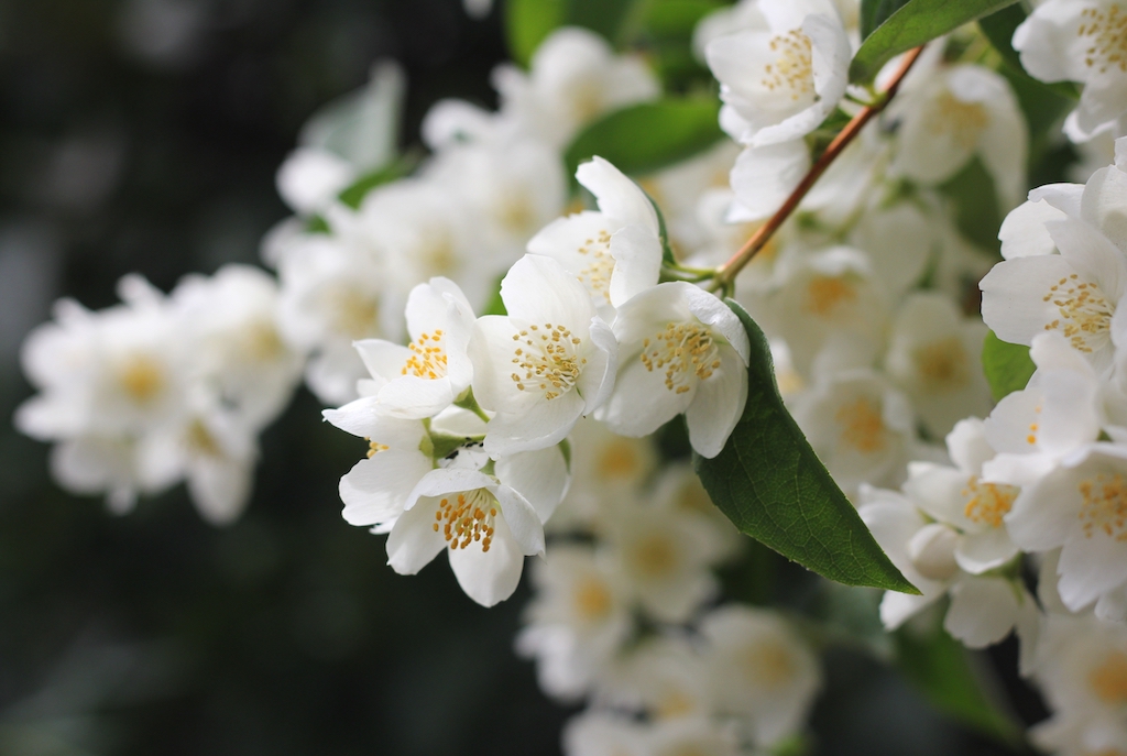 jasmin