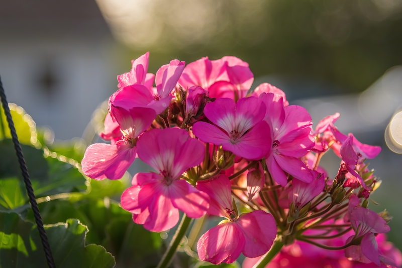 pelargonie