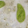 62567 bresser microscope researcher trino 40 1000x 13
