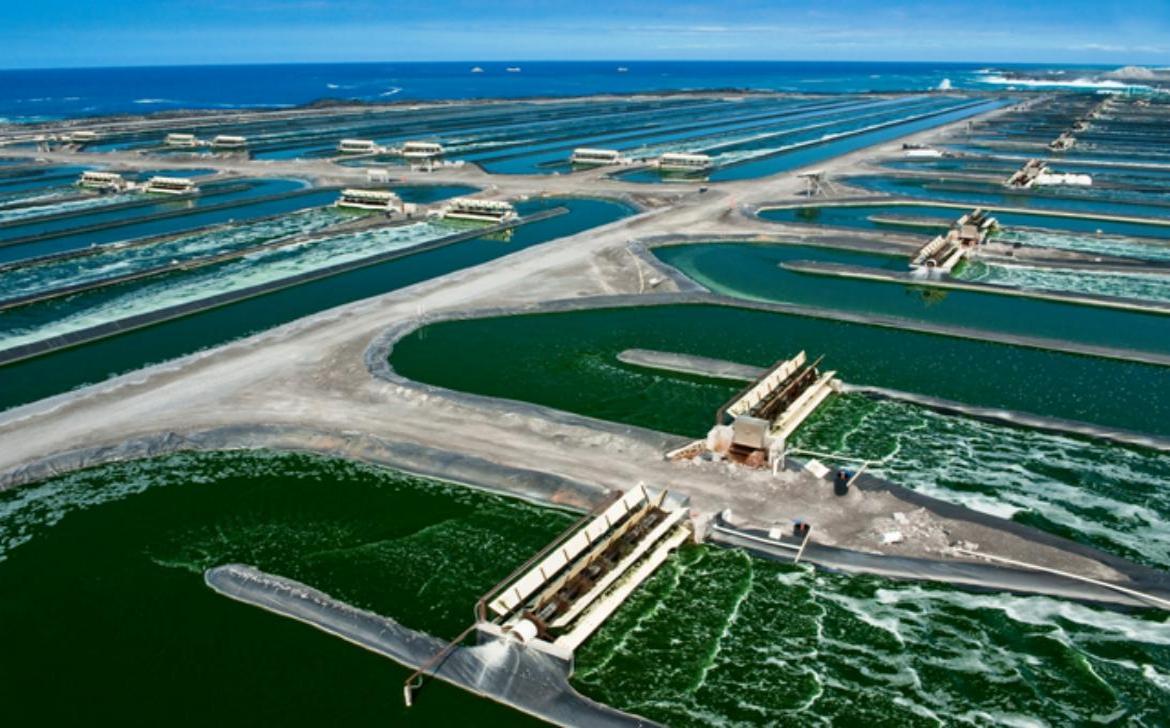 Proč jsou Havajská spirulina a Havajský astaxanthin tak kvalitní?