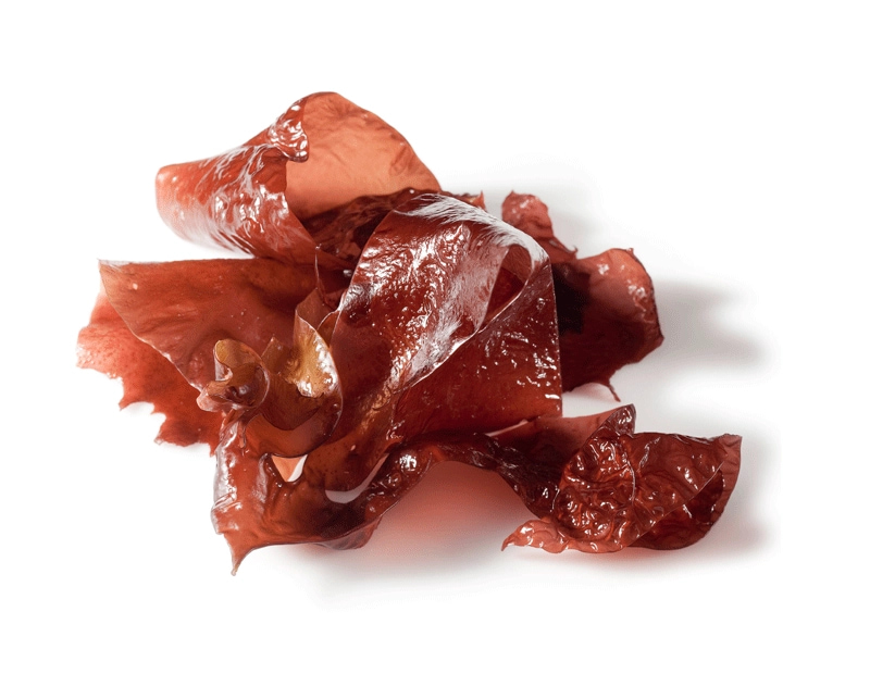 Řase Dulse zblízka
