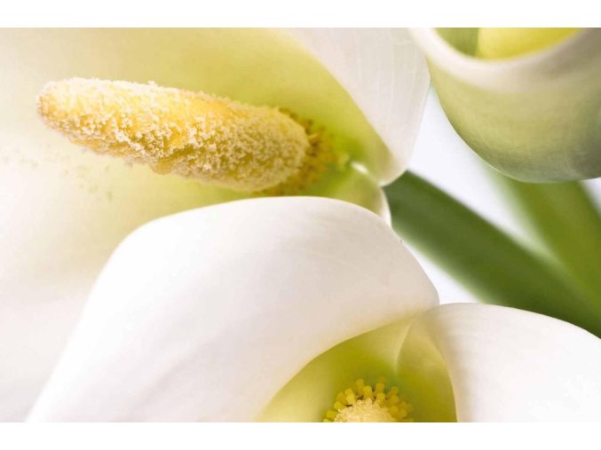 Aromatická vůně SUMMER LILIES do osvěžovače vzduchu HyScent