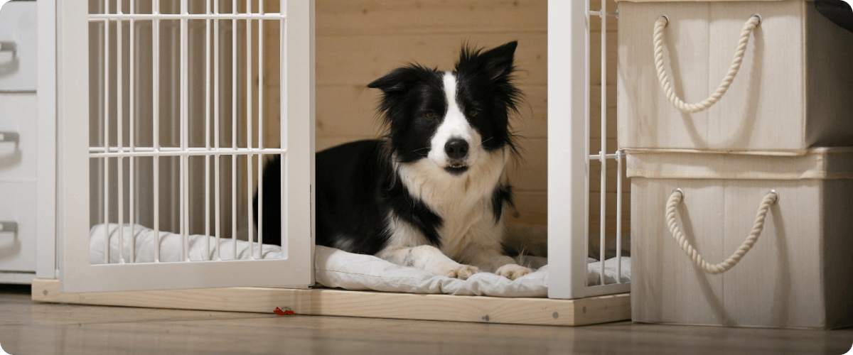 Jak naučit psa být doma