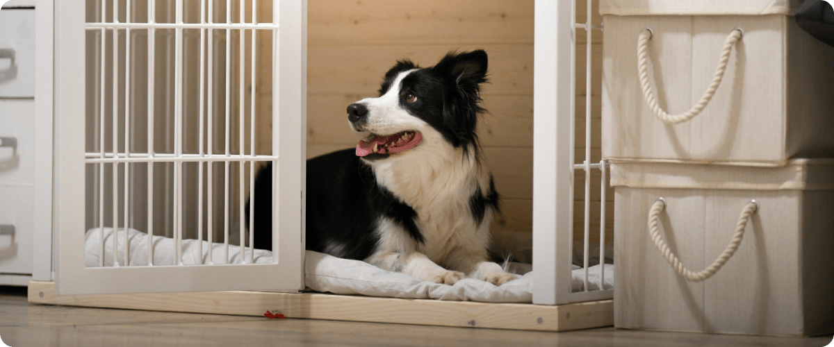 Proč učit psa na klec?