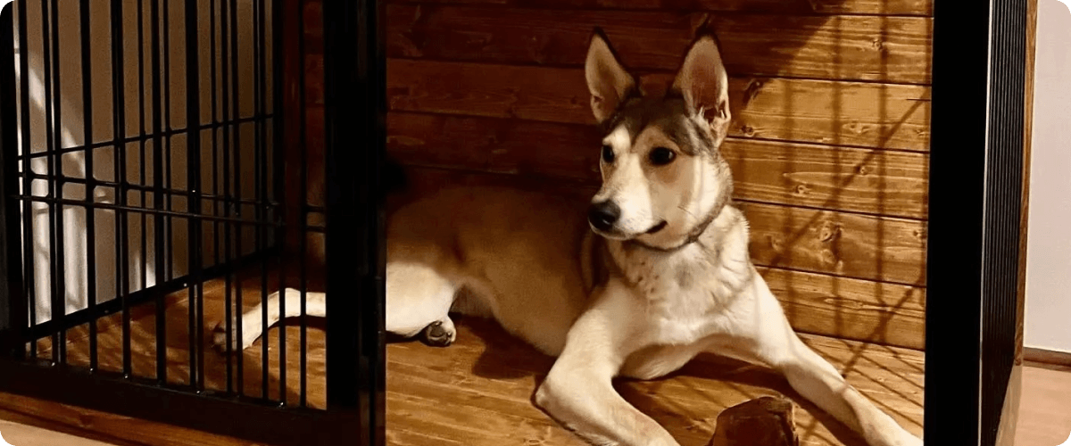 Velká klec pro velkého psa do bytu