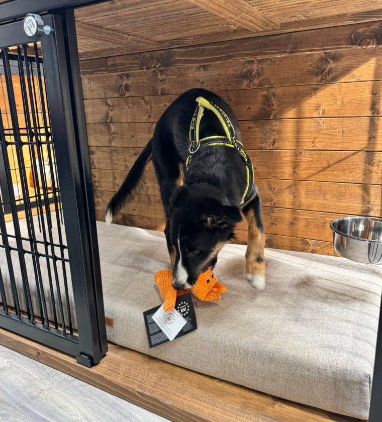 Jak naučit psa na klec?