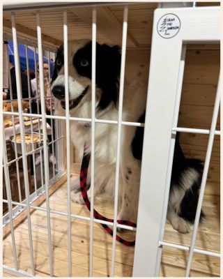 🐾 Kontrola nového místečka dopadla na jedničku 🤍 Na výstavě For Pets si naši klec přišel vyzkoušet i tenhle nádherný...