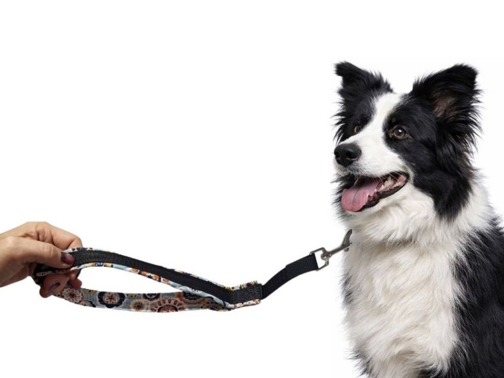 Couračka pro psa (krátké výcvikové vodítko pro psa) – co to je a kdy ji použít