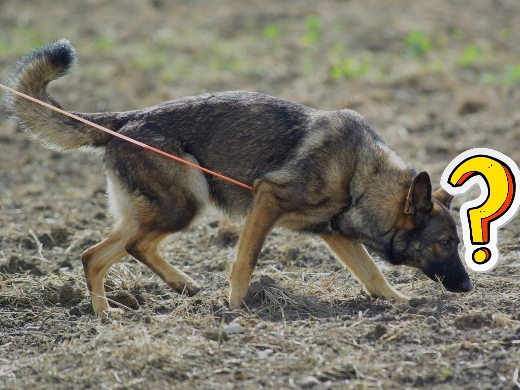 Jak stopovat se psem?