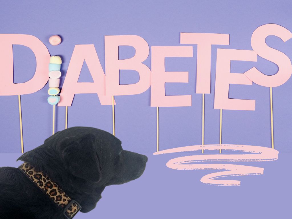 Cukrovka u psa - fotonávod