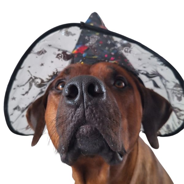 Halloweenské obojky pro psy od Dinofashion