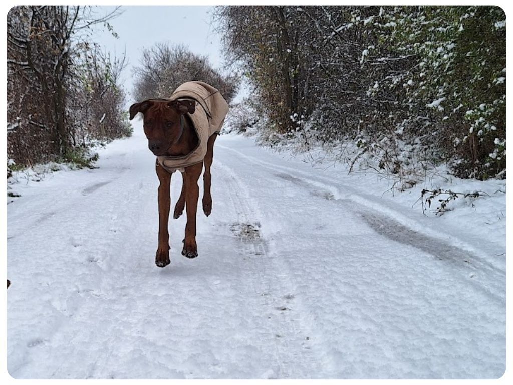 Zimní obleček pro psa – teplo a pohodlí na procházkách