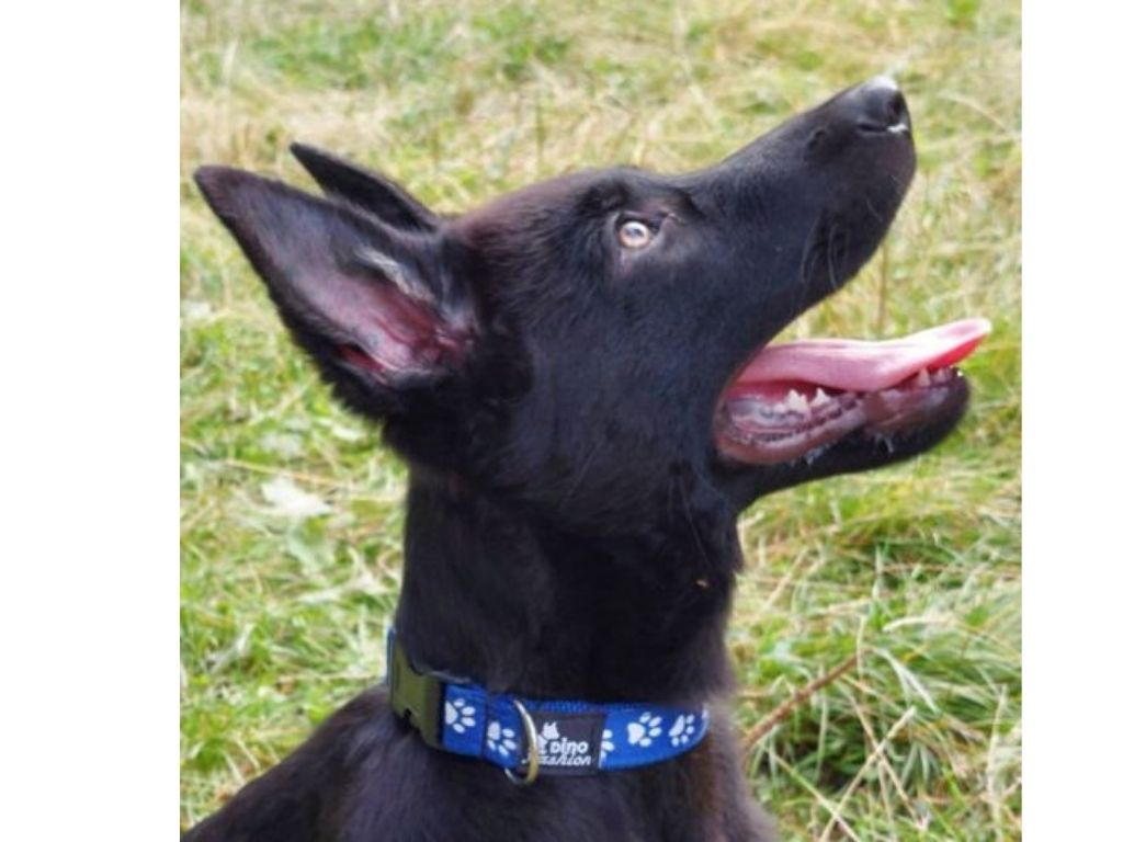 Jak vybrat velikost obojku pro štěně