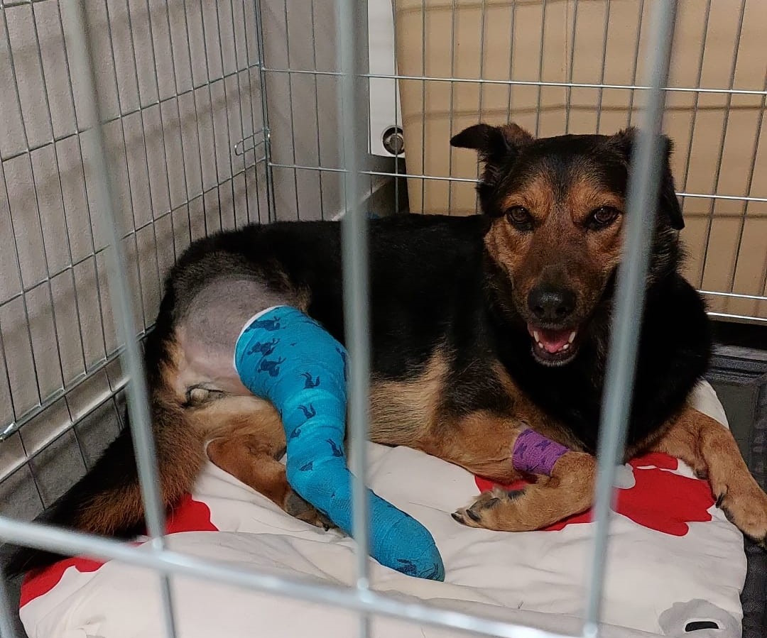 Operace kolene u psa - přetržení předního zkříženého vazu