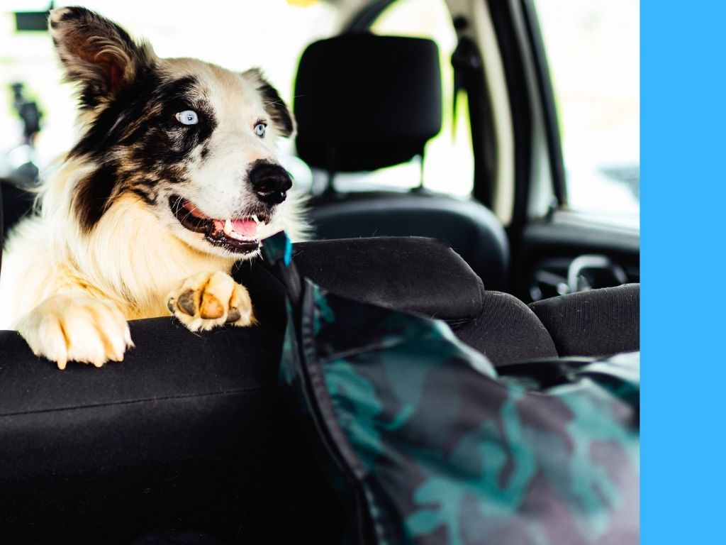 Jak zvládnout dovolenou se psem