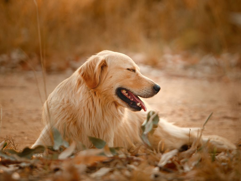 Proč se pes před tím, než si lehne, točí a škrábe?