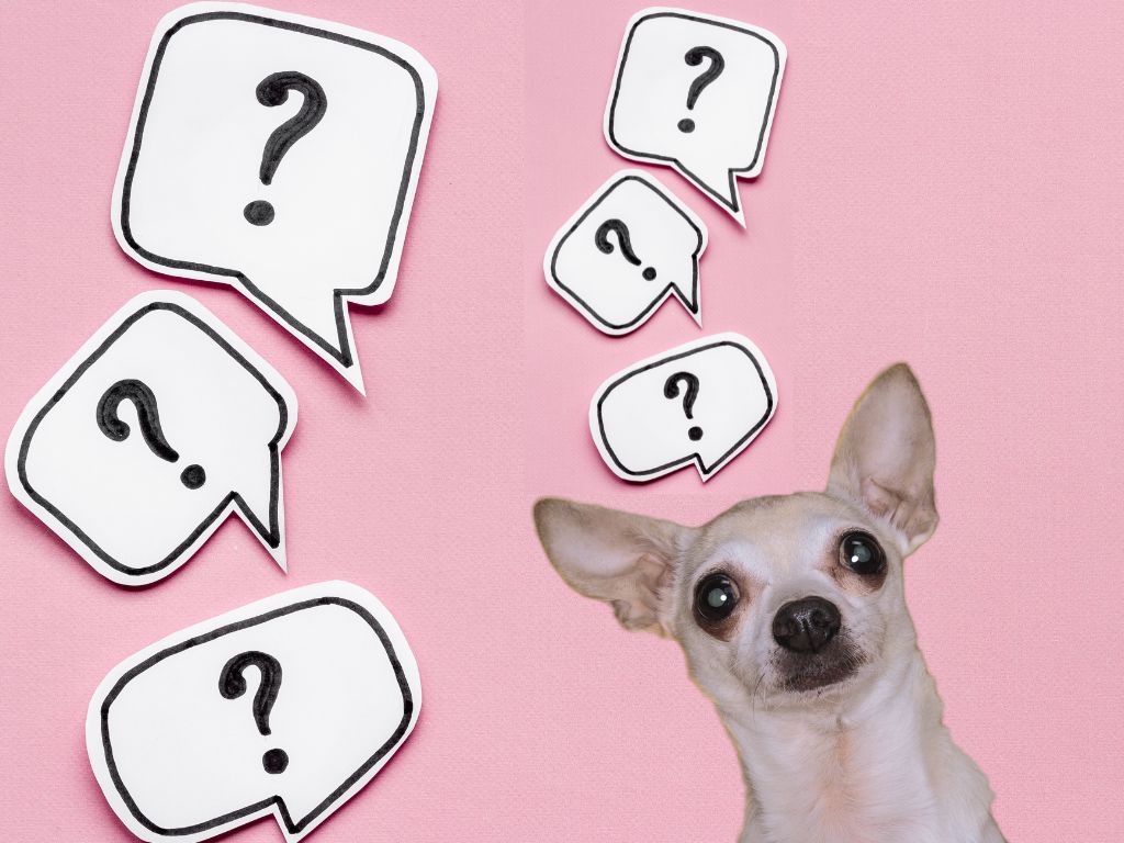 Jak rozlišujeme vodítka pro psy?