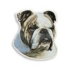 Samolepka Anglický Bulldog hlava cca 14cm 2ks