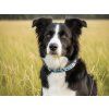 Obojek pro psa Border Collie
