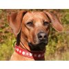 Vánoční obojek pro psa červený