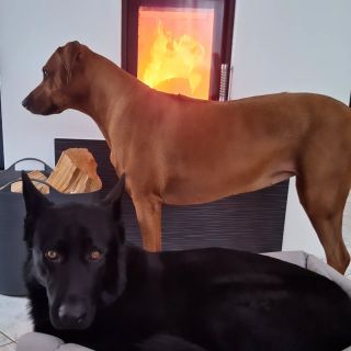 #rhodesianridgeback #rhodeislandphotographer #rhodesianridgebackpics #rhodes #rhodesianridgebackdogs...