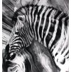 Panel Teplákovina Zebra Čiernobiela 35 x 35 cm