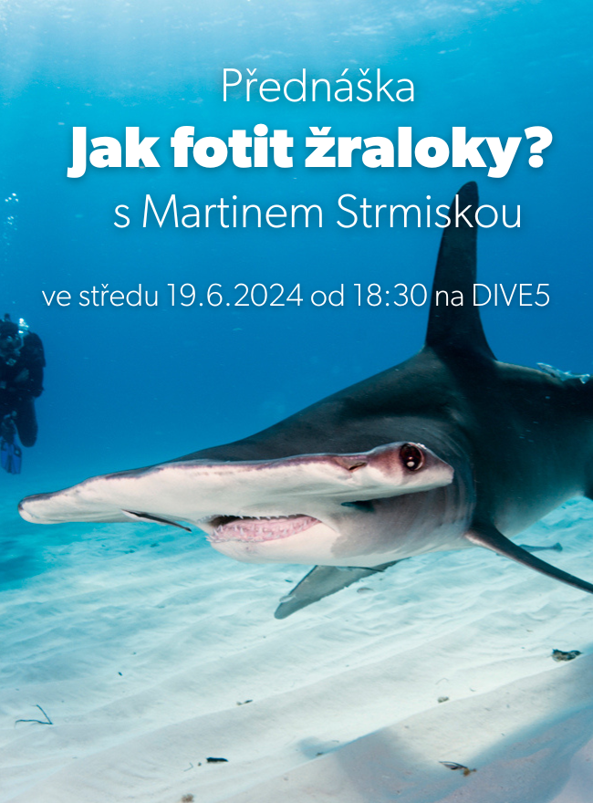 Přednáška - Jak fotit žraloky?