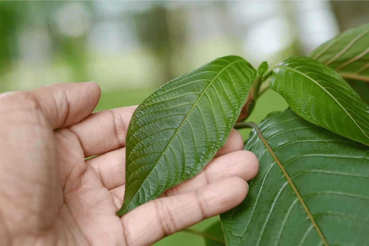 Jak vybrat nejlepší kratom: Komplexní průvodce k výběru kvalitního bylinného doplňku