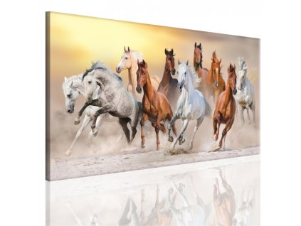 Obraz na plátně koně, vzor 15091